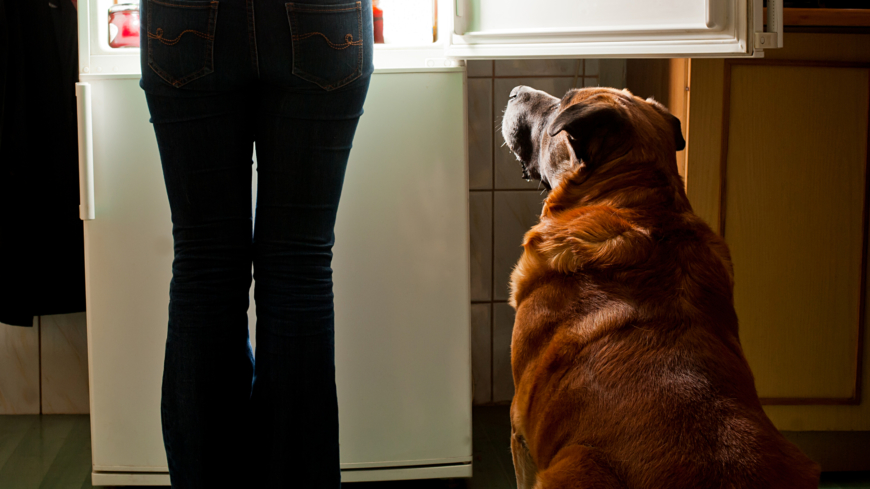 Mer än varannan katt och hund överviktig